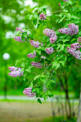 blooming lilac in the spring in the park