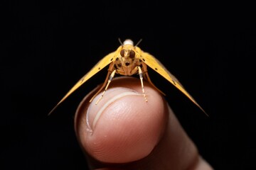 Endocrossis flavibasalis sit on my finger dark background stock photo