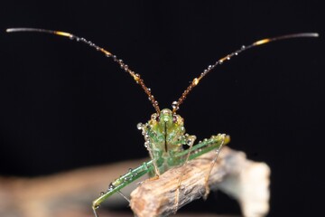 Heteroptera Leptocorisa acuta on the age of branch in black background stock photo