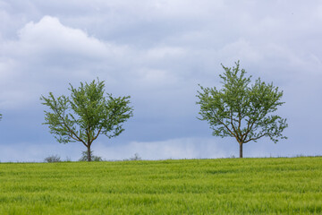 Zwei Bäume zwischen Langgöns und Hüttenberg, Hessen, Deutschland