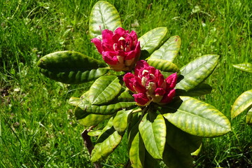 Two buds of blooming red or pink rhododendron flower plant in spring with bright green leaves around on a sunny day