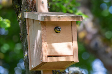 Blue Tit in its nesting box in summer 2021 taken close to Grueningen in Hessia, Germany