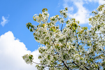 Close up of a branch with white cherry tree flowers in full bloom with blurred background in a garden in a sunny spring day, beautiful Japanese cherry blossoms floral background, sakura.