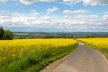 Landschaft mit gelben Rapsfeldern im Sommer 2021 entlang des Wanderwegs zum Limesturm bei Grüningen in Hessen, Deutschland