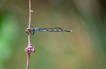 Female Bluetail Damselfly