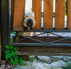 A fluffy dog looks out through a hole in the fence.