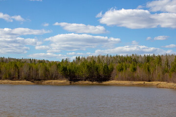 Stena lesa on the beach. Les grow on sandy beige rivers of the Urals
