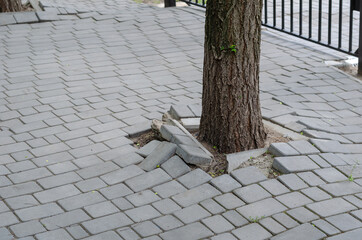 Root of tree growing and damage brick block walkway.
