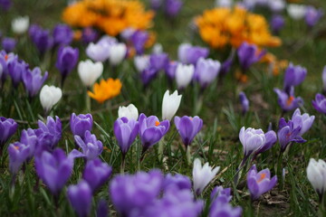 Krokusen Blumen Frühling