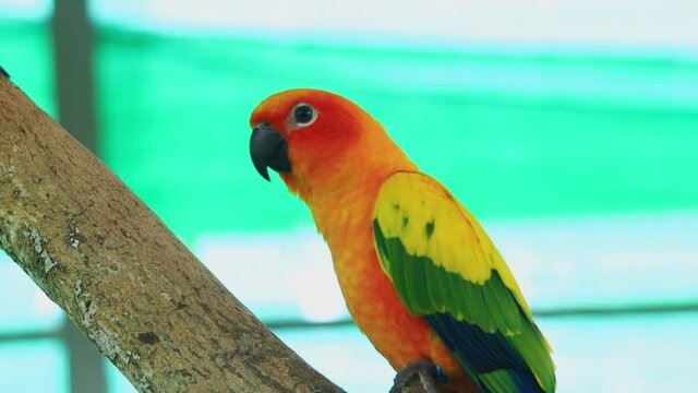 Sun Conure parrot birds on the branch. most beautiful bird in the world