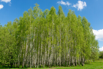 Spring landscape park with green grass field with birch trees against the blue sky with white clouds on a sunny day