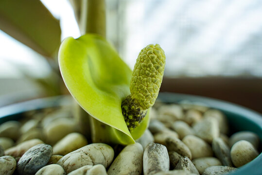 Flower of ZZ Plant. Zamioculcas zamiifolia fresh blooming flower. The Dollar tree flowers growing from the stems.