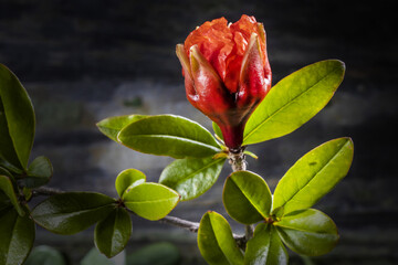 Pomegranate Bud and Blossom in Phase One