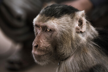 Pushker Rajasthan, Monkey, serious 