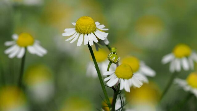White flowers of wild German chamomile, Matricaria chamomilla