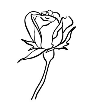 Rose black line drawing