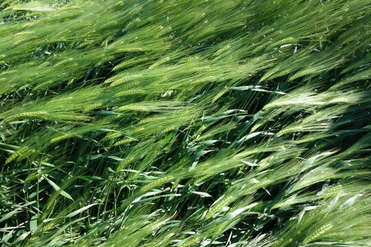 green wheat in the wind