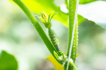 a small cucumber in a vegetable garden in a greenhouse