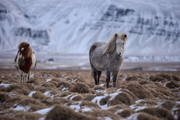 Herd of Icelandic horses in a snowy field grazing,Icelandic Horse