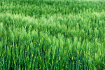 Cultivated green wheat plantation field