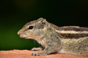 Indian palm squirrel (Funambulus palmarum)