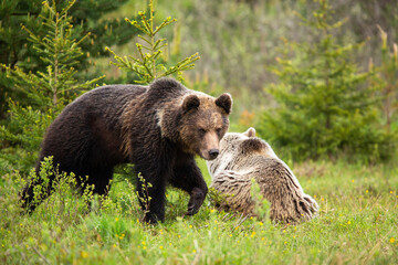 Fototapeta premium A couple of brown bears, ursus arctos, in the wet spring forest during mating season. Male mammal protecting his lying female with leg up and claws. Walking wild animal with wet fur in woodland.