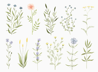 Fototapeta na wymiar Set of watercolor widflowers. Hand drawn summer botanical design elements for wedding invitation, greeting card, postcard, stickers and other.
