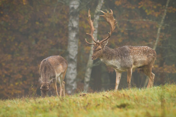 Fallow deer couple grazing on meadow in fog and rainy autumn weather. Stag and hind feeding themselves in wet scenery. Animal wildlife on pasture on greyish and misty meadow.