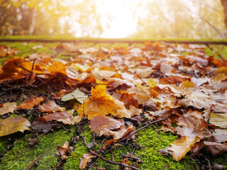 Fallen brown color leaf on a green moss covering old wooden roof, autumn or fall season. Selective focus. Nobody. Sun flare