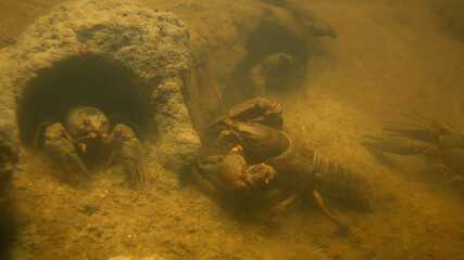 Underwater shot of noble crayfishes, astacus astacus, group moving in their rock holes in stream....