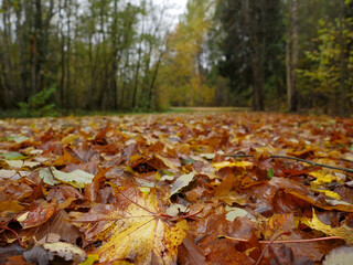 Autumn brown colorful leafs on the ground in a forest park, fall season. Selective focus. Nobody