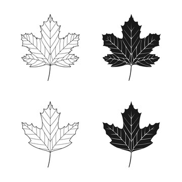 Vector illustration of sycamore leaves isolated on white background. Maple leaf clip art.