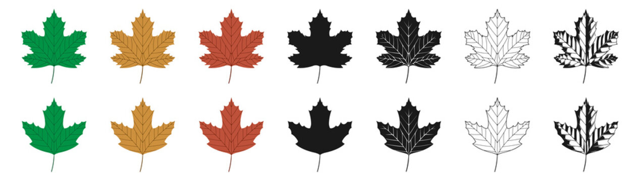 Vector illustration of green, yellow and red sycamore leaves in different styles, isolated on a white background. Maple leaf clip art.