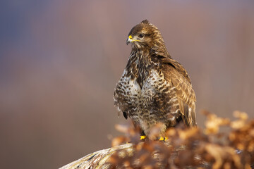Majestic common buzzard, buteo buteo, sitting on the branch in autumn with leaves in foreground....