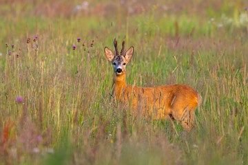 Cute roe deer, capreolus capreolus, male standing in high grass during golden hour in summer. Attentive buck with orange fur and antlers on wildflower meadow. Watching roebuck on vibrant grassland.