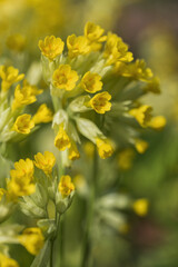 Primula veris L. common cowslip primrose yellow flowers, family: Primulaceae