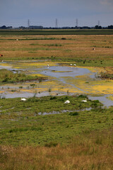 Habitat shot in Summer of the Welney WWT Reserve floodplain marsh, Norfolk, UK.