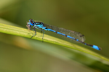 Variable Damselfly (Coenagrion pulchellum) eating a small fly prey item, Norfolk, UK.