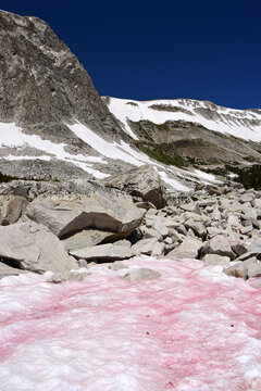 Pink Watermelon Snow And Granite Mountain Peaks On A Sunny Summer Day Along The Lakes Trail In Medicine Bow National Forest Near Saratoga, Wyoming