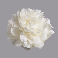 White delicate peony flower isolated on grey background.