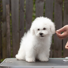A hand hands food to a small fluffy white dog, bichon frise, who is sitting on a grooming table