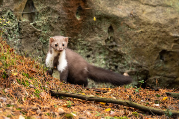 European Pine Marten (Marten Marten) Searching for Food