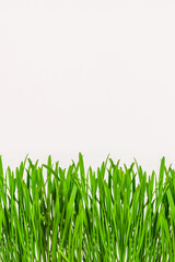 green young grass on a white background copy space vertical image. sprouted oats, grass for cats
