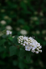 close up of a flower of a tree