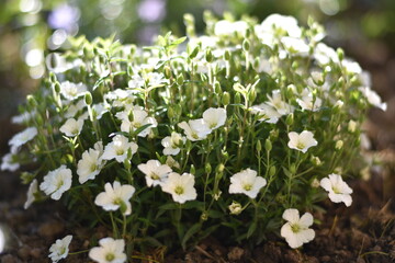 Blühendes Sandkraut (Arenaria)