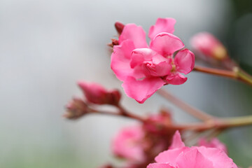 Pink oleander flowers outside, close-up.