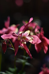 Zweifarbige blühende Akelei (Aquilegia)