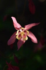 Fototapeta premium Zweifarbige blühende Akelei (Aquilegia)