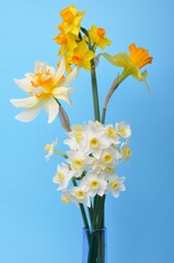 Bouquet of daffodils in a vase
