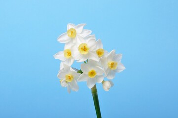 Fototapeta na wymiar Yellow and white daffodils on blue background